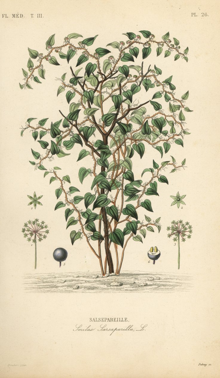 Cat greenbriar eller catbriar, Smilax glauca, Smilax sarsaparilla, Salsepareille, Håndfarvet stålgravering af Debray efter en botanisk illustration af Edouard Maubert fra Pierre Oscar Reveil, A af Unbekannt
