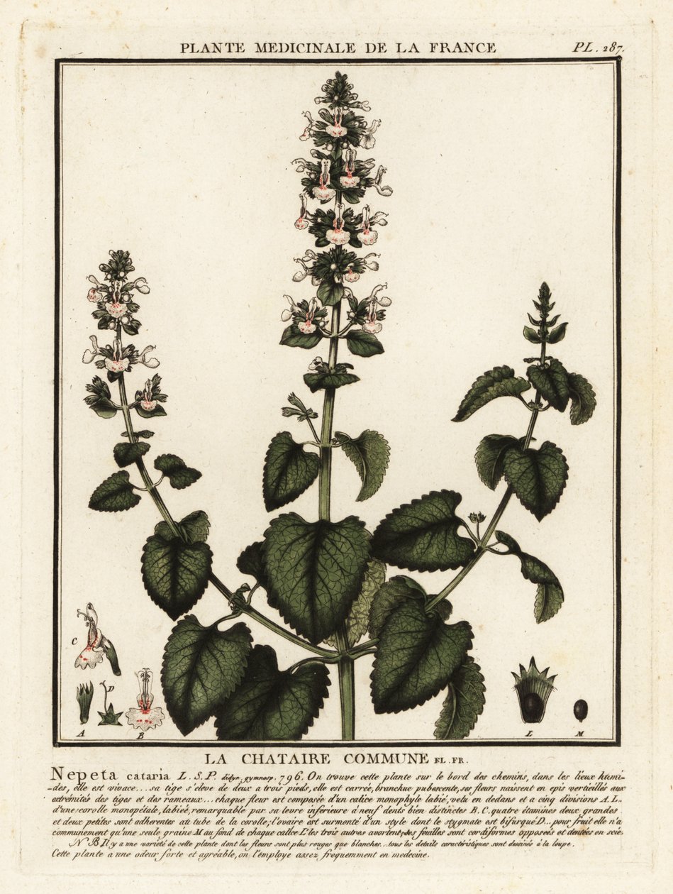 Catnip, Nepeta Qatar. af Unbekannter Künstler