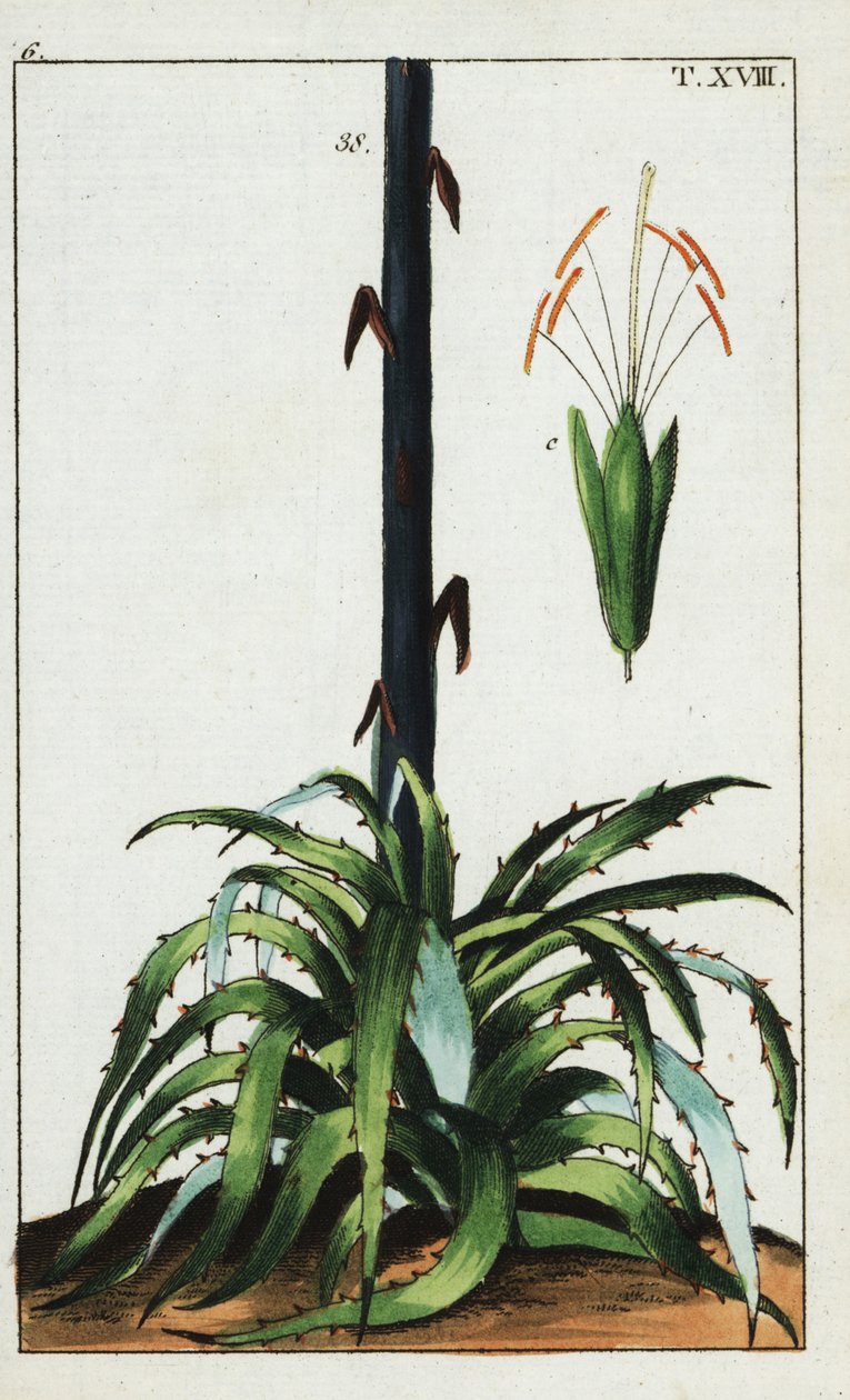 Århundrede plante, Agave americana. af Unbekannter Künstler