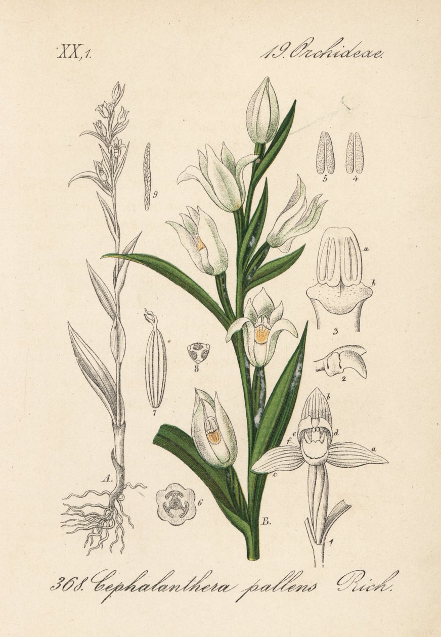 Cephalanthere har epe eller langbladet - Sværdbladet høgeurt, Cephalanthera longifolia (Cephalanthera pallens). Håndkoloreret litografi fra Diederich von Schlechtendals tyske flora (Flora von Deutschland), Jena af Unbekannter Künstler