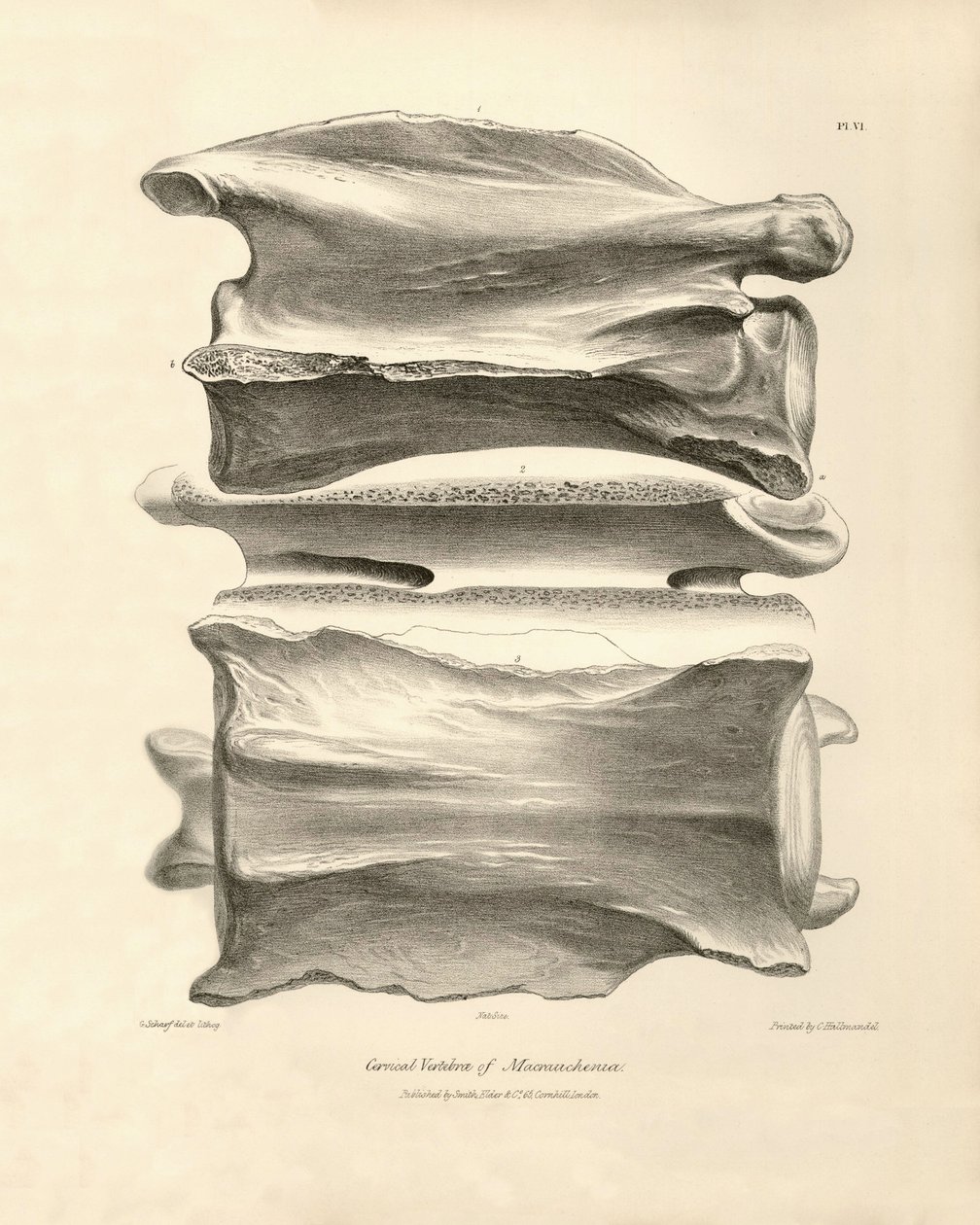 Nakkehvirvel fra Macrauchenia, et forhistorisk dyr, som Charles Darwin fandt under sin opdagelsesrejse om bord på Beagle. The Zoology of the voyage of H.M.S. Beagle under the command of Captain Fitzroy during the years 1832 to 1836 edited and super af Unbekannter Künstler
