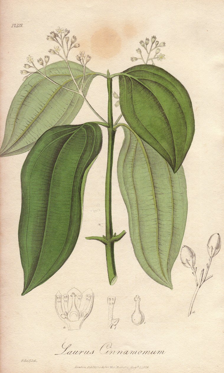 Ceylon Fløjtemaskine (Cinnamomum verum) - Stærkt vand af William Clarke til at illustrere "Medical Botanical, Description of the Medicinal Plants of London, Edinburgh, and Dublin" af John Stephenson og James Morss Churchill, udgivet i London af John C af Unbekannter Künstler