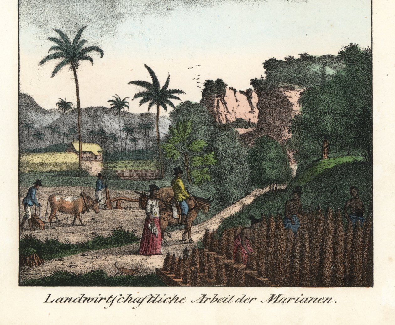 Chamarro-bønder pløjer en mark og laver rækker af plantager i øgruppen Marianerne (USA). Illustration fra Voyage Around the World (1824) af Louis de Freycinet (1779-1842). Litografi til bogen: "Galerie complete en tableaux fideles des peu af Unbekannter Künstler