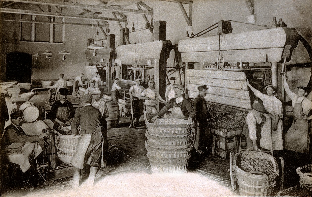 Champagne: presning af druer i Saint-Helene-høsthuset, Moet & Chandon Epernay-huset, begyndelsen af det tyvende århundrede (s/h-foto) af Benjamin Baud