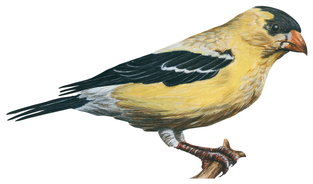 Chardonneret jaune, canari sauvage - Guldfinke (Carduelis tristis) af Unbekannter Künstler