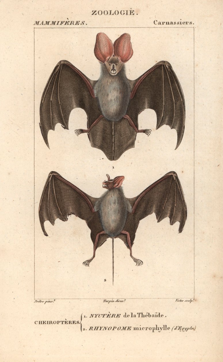 Cheiroptere (chiroptere): nyctere af Thebaide og rhynopome microphyll af Egypten - Eau forte af Jean Gabriel Pretre (1780-1845), graveret af Carnonkel, til ordbog over naturvidenskab: pattedyr af Frederic Cuvier, redigeret af Pierre Jean Francois Tu af Unbekannter Künstler
