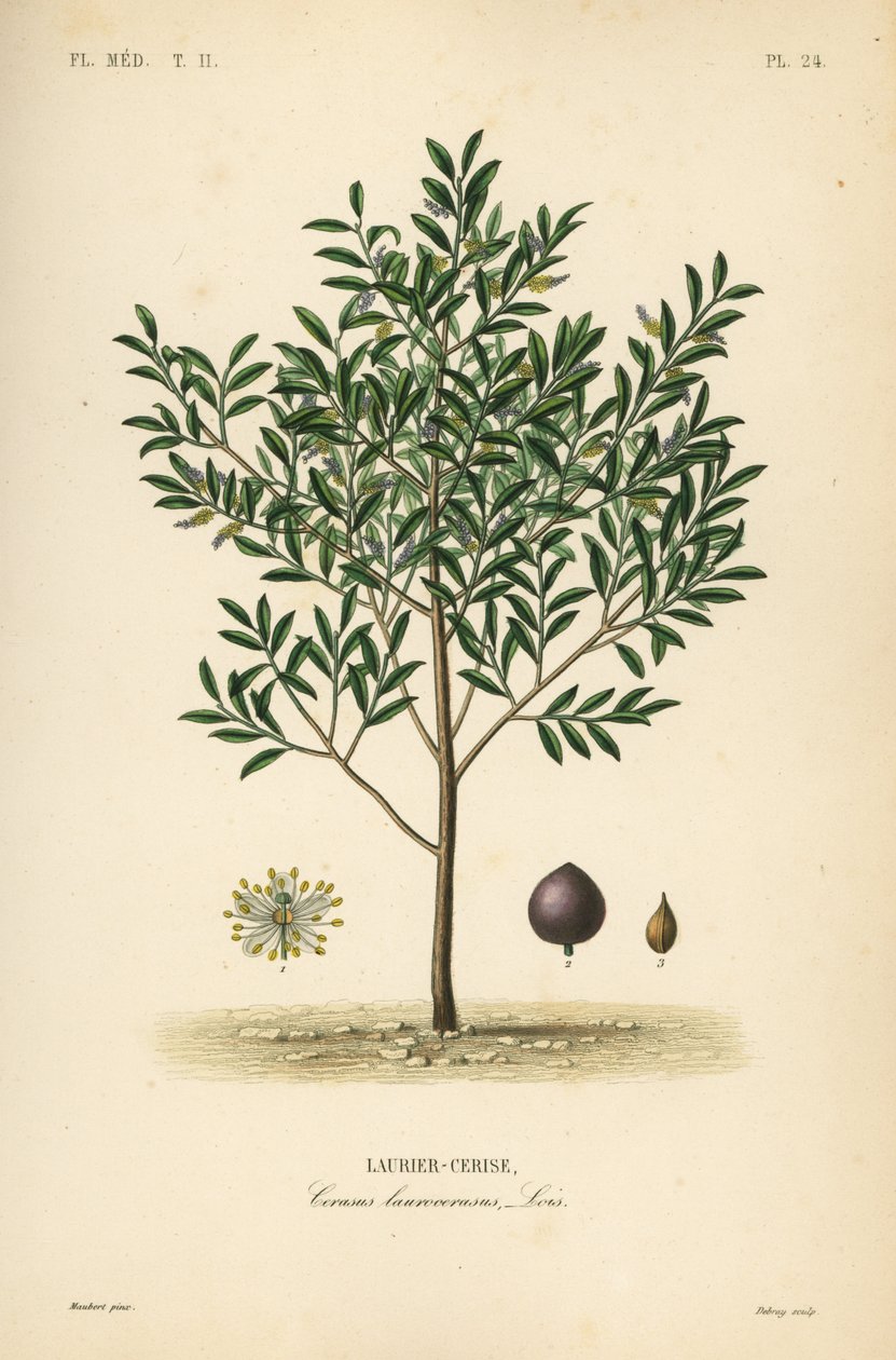 Kirsebærlaurbær eller engelsk laurbærtræ, Prunus laurocerasus, Cerasus laurocerasus, Laurier-cerise af Unbekannt