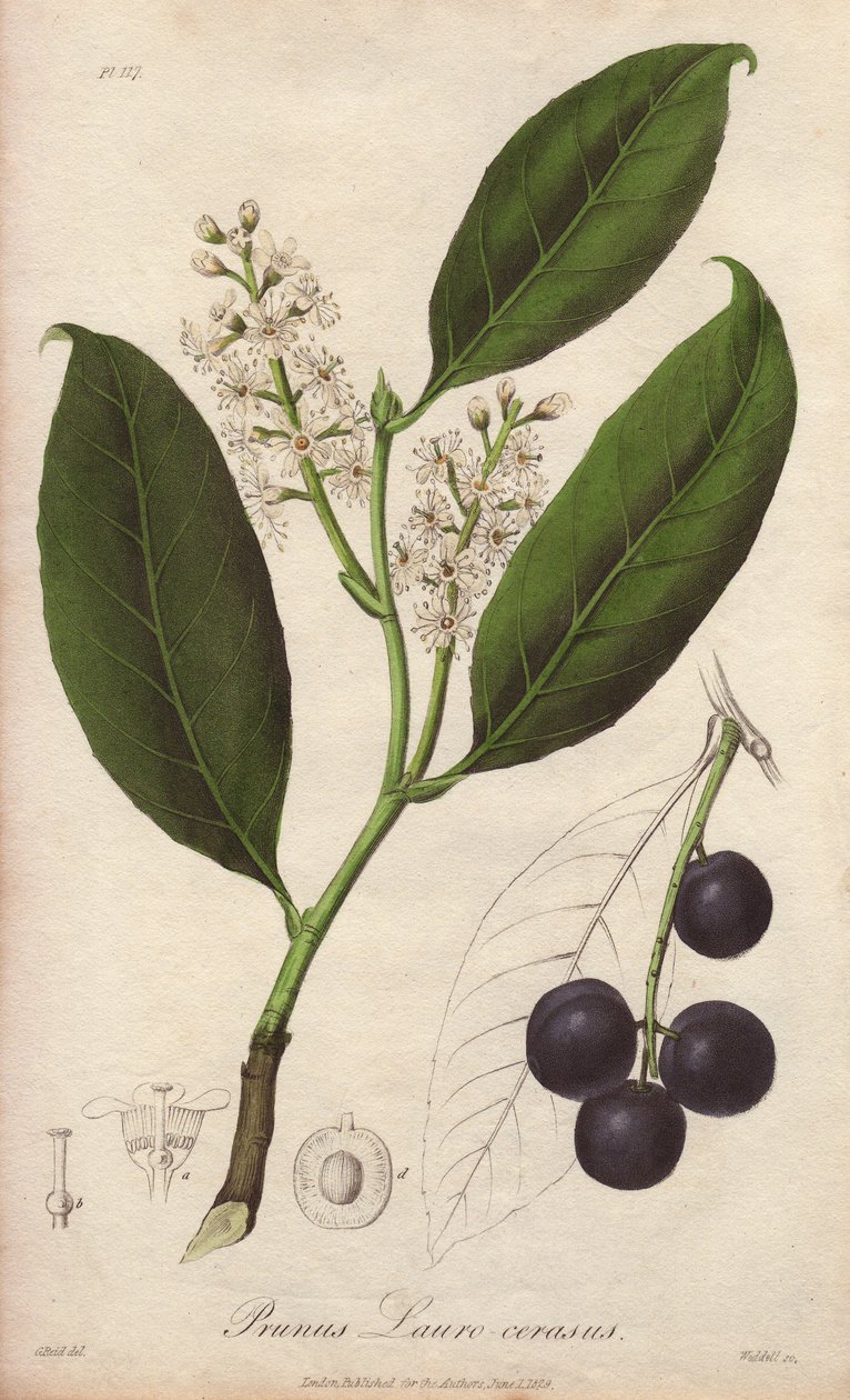 Kirsebærlaurbær eller laurbærmandel eller laurbærpame eller trebizonde laurbær (Prunus Lauro-cerasus) - tegnet af William Clarke for at illustrere "Medical Botanical, Description of the Medicinal Plants of London, Edinburgh and Dublin" af John Stephenson o af Unbekannter Künstler