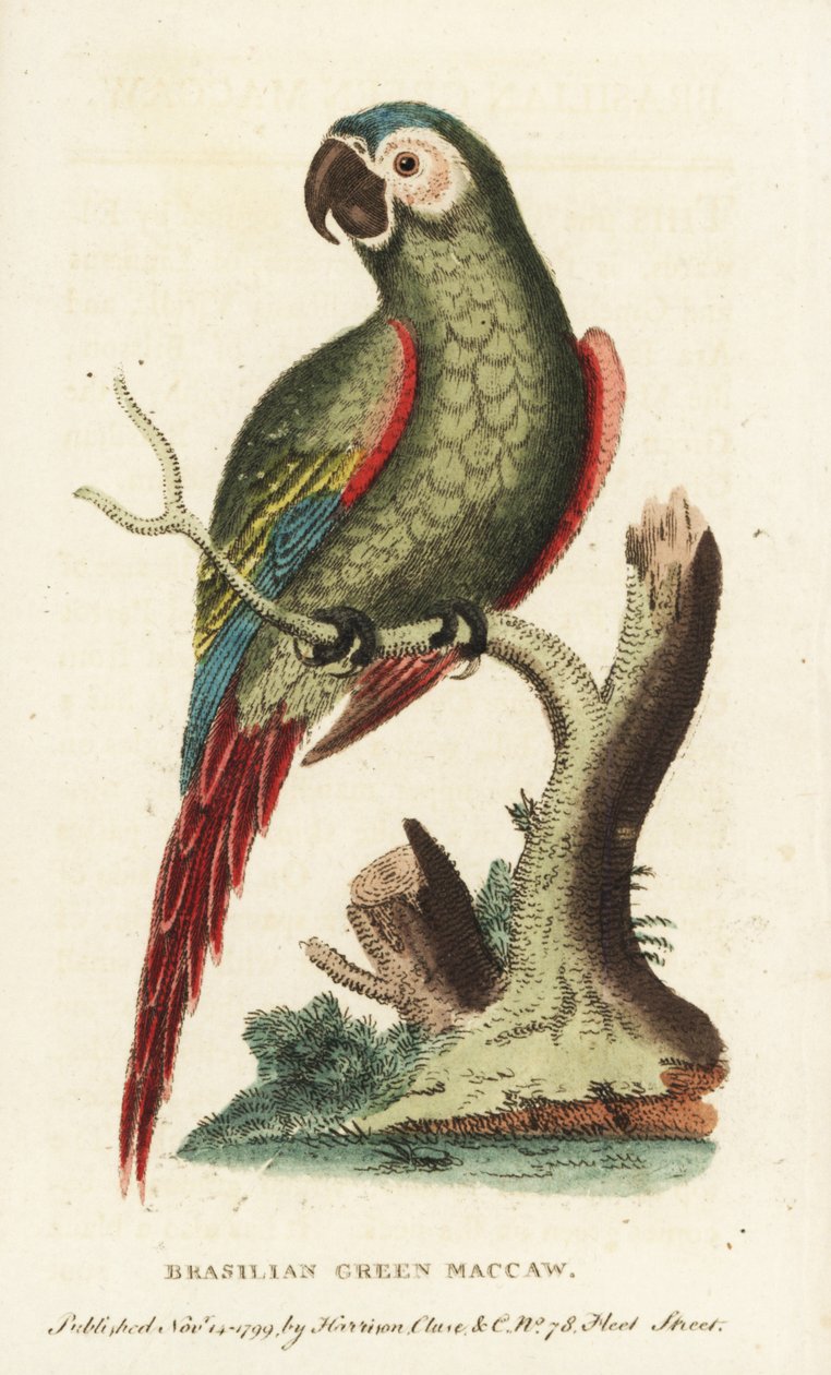 Kastanjefarvet ara, Ara severus. Brasiliansk grøn ara. Illustration kopieret fra George Edwards. Håndkoloreret kobberstik fra "The Naturalist