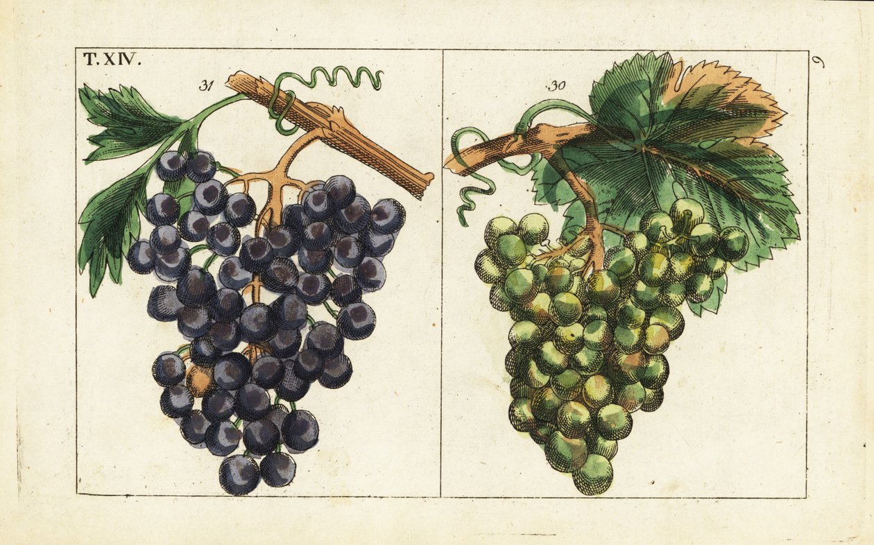 Chiavenna druer, Pinot noir druer, Vitis vinifera. af Unbekannter Künstler