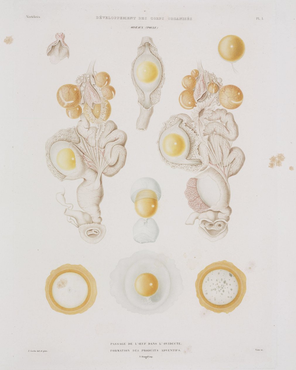 Kyllingeæg i æggelederen, c 1847-1859 af Unbekannt