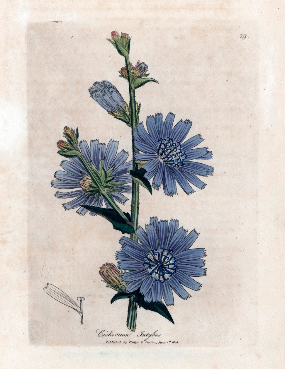 Cichorium intybus James Sowerby