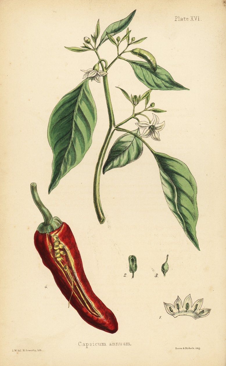 Chilipeber, Capsicum annuum. Håndkoloreret litografi af Henry Sowerby efter en illustration af L.W. fra Edward Hamiltons Flora Homeopathica, Bailliere, London. af Unbekannter Künstler