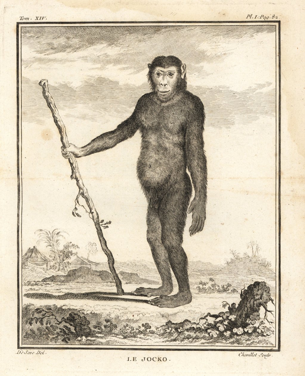 Chimpanse, Pan troglodytes. Jocko. Truet af udryddelse. Kobberstik af Chevillet efter en illustration af Jacques de Seve fra Georges-Louis Leclerc, Comte de Buffon