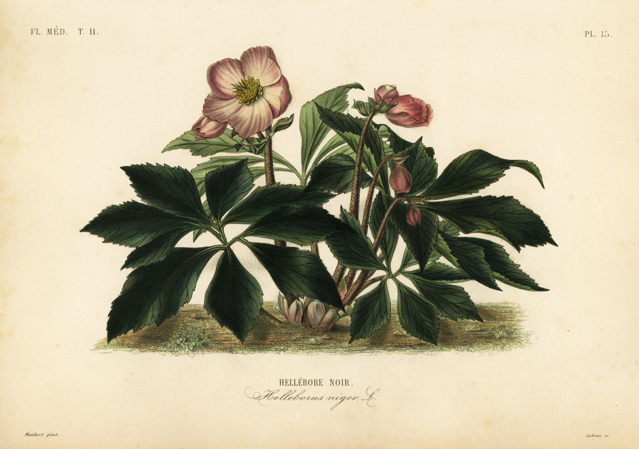 Julerose eller sort hellebore, Helleborus niger, Hellebore noir af Unbekannt