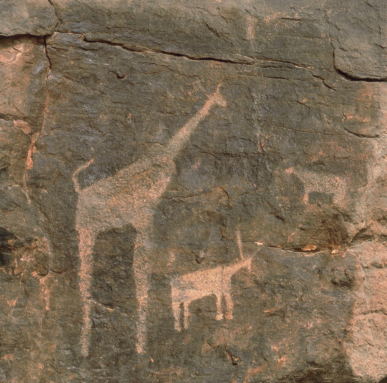 Nærbillede af forhistoriske malerier, Tenere-ørkenen, Niger af Benjamin Baud