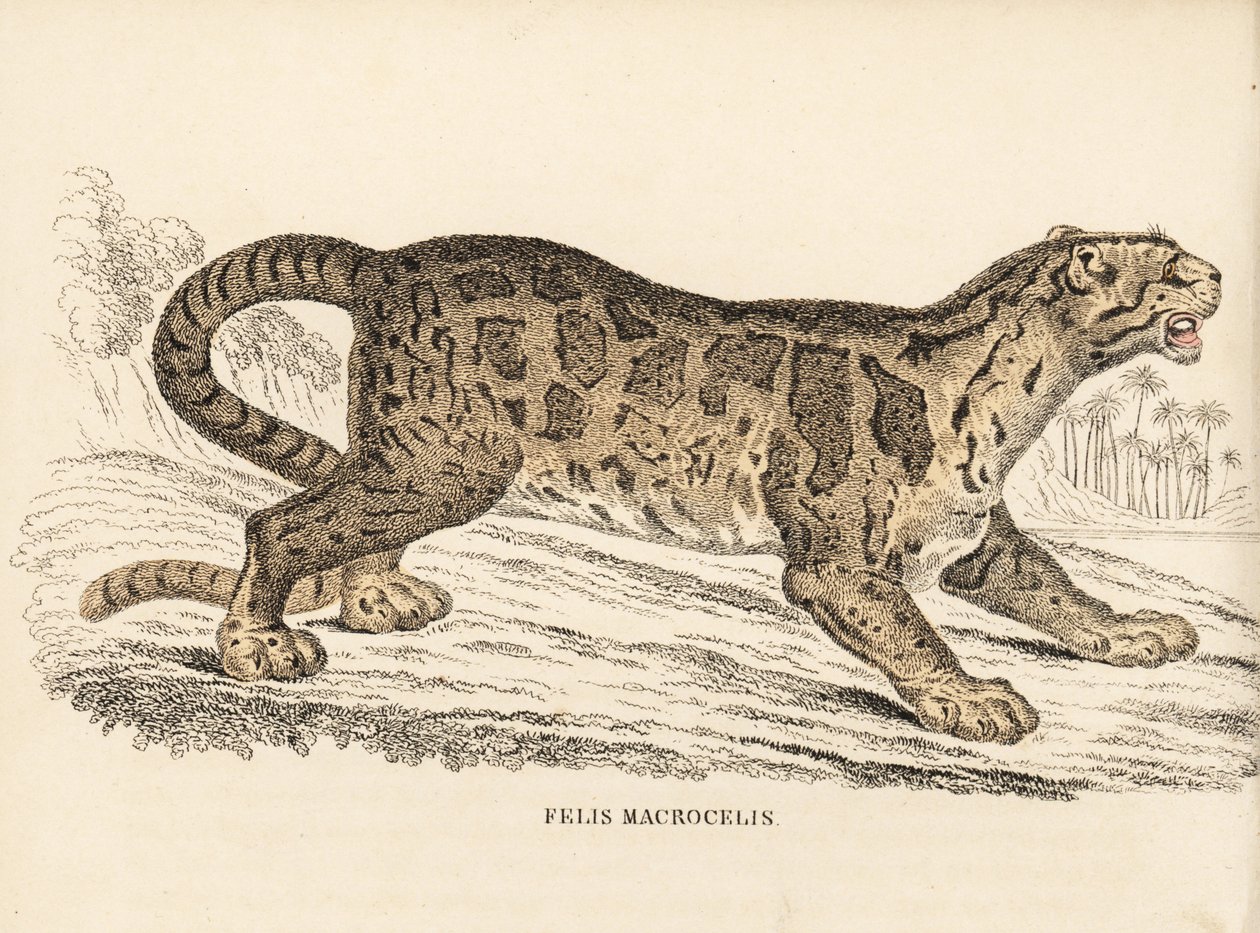 Overskyet leopard, Neofelis nebulosa (Felis macrocelis). Sårbar. Håndkoloreret stålstik fra Georg Friedrich Treitschkes naturhistoriske galleri, Naturhistorischer Bildersaal des Thierreiches, Liepzig-1842. af Unbekannter Künstler