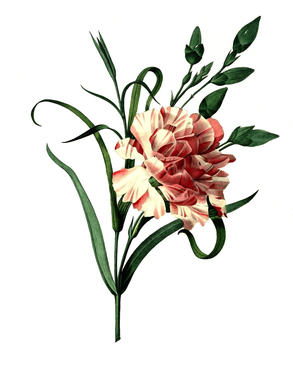 Nellikerose (Dianthus caryophyllus) eller ædel nellike, havenellike af Unbekannter Künstler