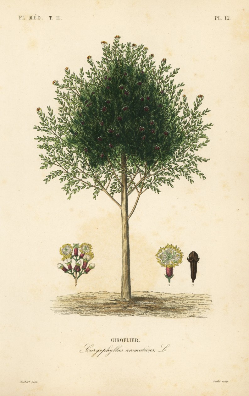 Nelliketræ, Syzygium aromaticum, Caryophyllus aromaticus, Giroflier af Unbekannt