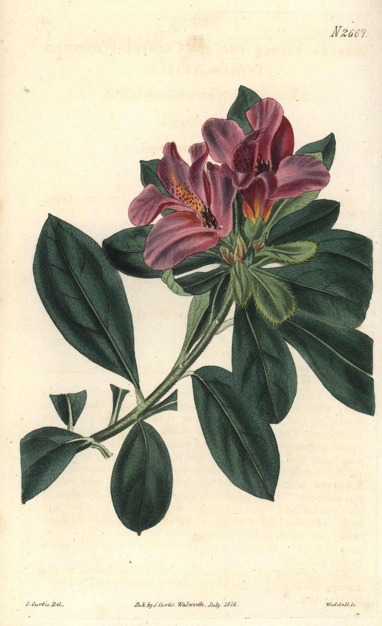 Klynge af lilla blomster fra en indisk azalee. Illustration af C. Curtis, gravering af Weddell. Eau forte i The Curtis Botanical Magazine, af Samuel Curtis af Unbekannter Künstler