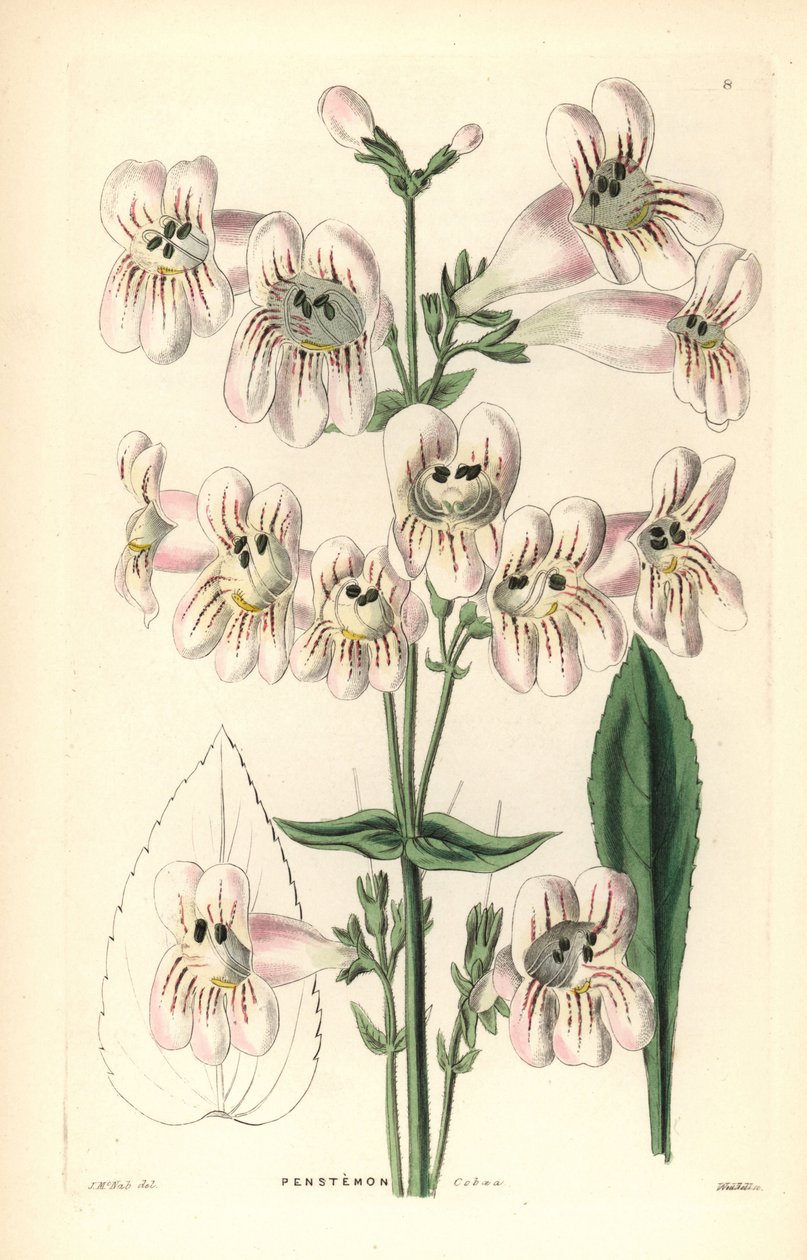 Cobaea-blomstret penstemon, Penstemon cobaea. Håndkoloreret kobberstik af Weddell efter J. McNab fra John Lindley og Robert Sweet