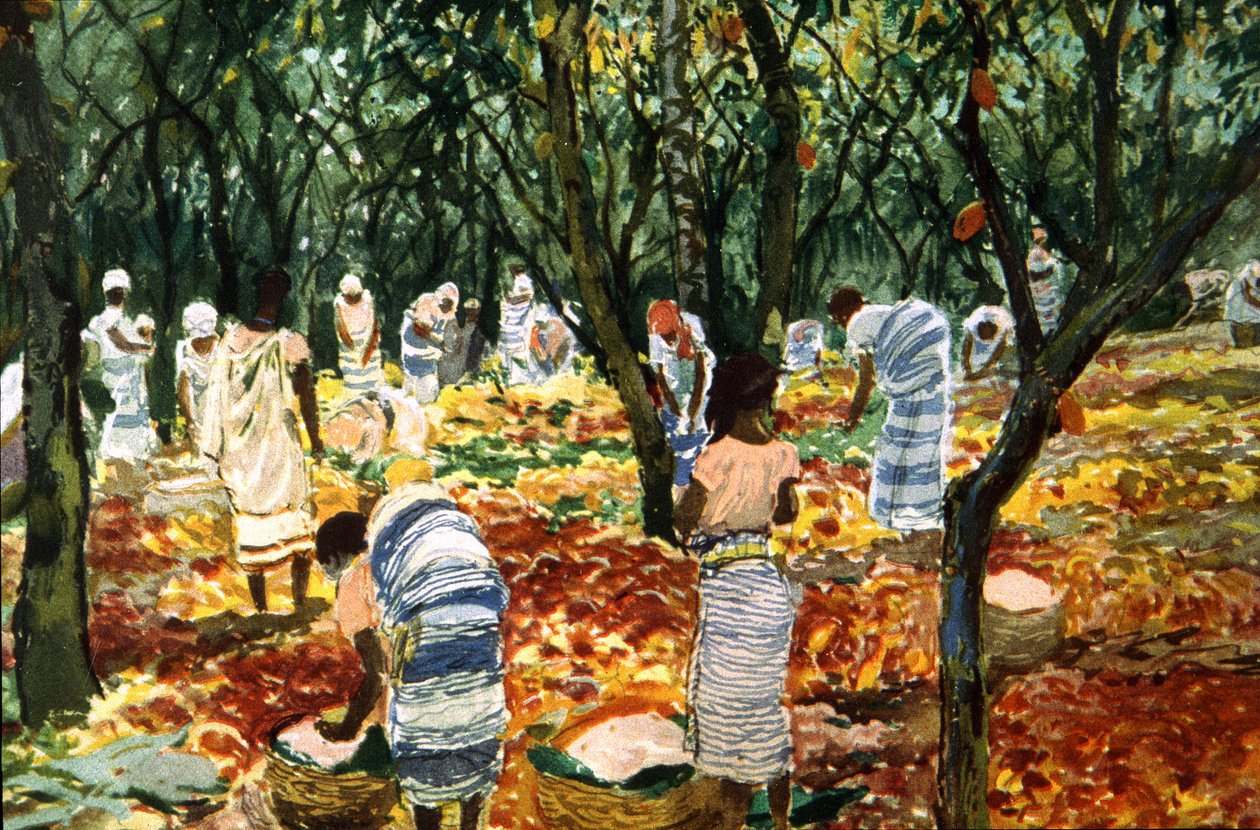 Kakaohøst i Sao Tome, ca. 1910-20 (farve litho) af Unbekannter Künstler