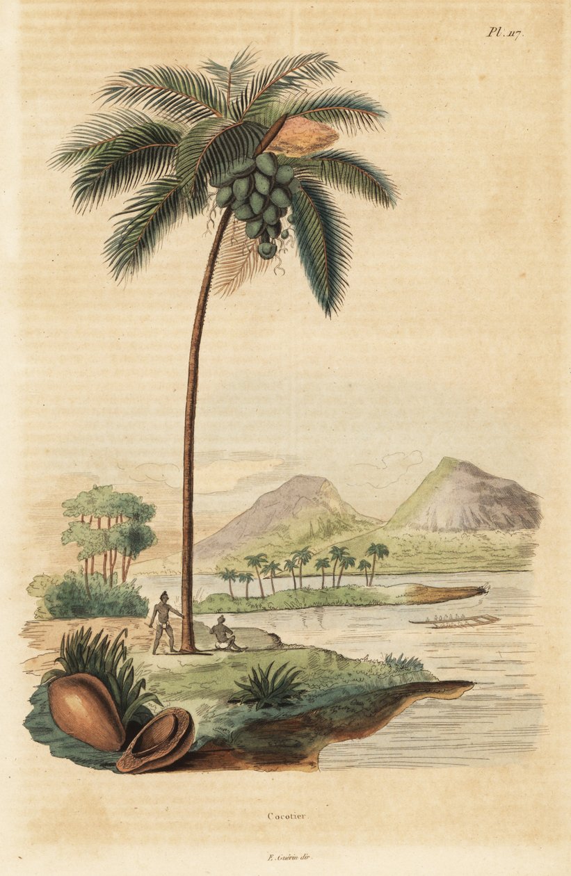 Kokosnøddetræ, Cocos nucifera af Unbekannt