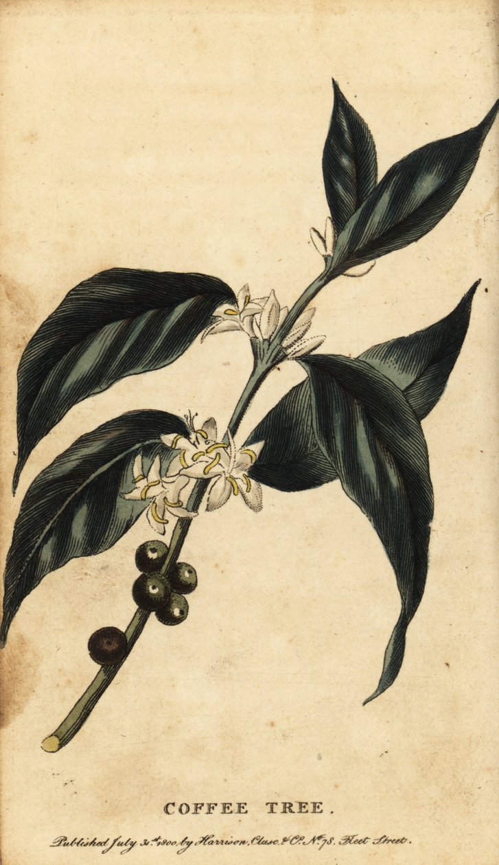Kaffetræ, Coffea arabica. ,1800 (gravering) af Unbekannter Künstler