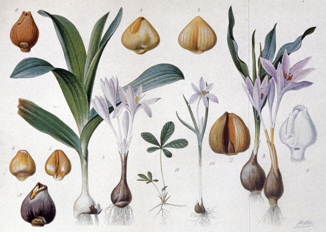 Colchicum, c.1900 (engraving) af Unbekannter Künstler