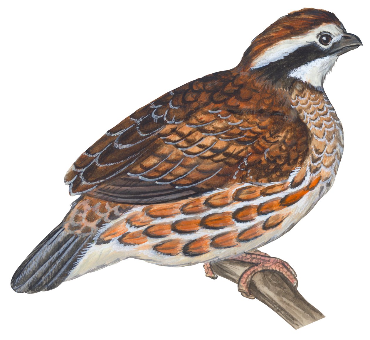 Colin de Virginia - Bobwhite (Colin virginianus) af Unbekannter Künstler