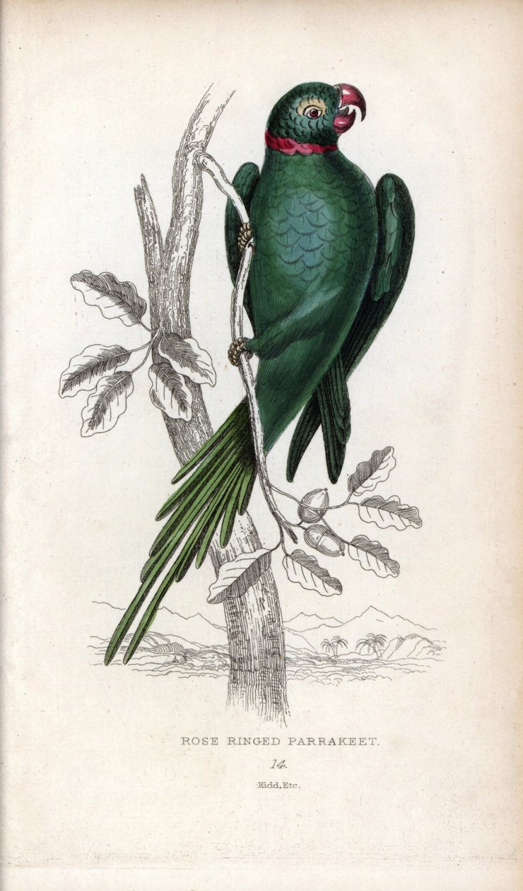Halsbåndparakit, Psittacula krameri. Psittacus torquatus. Litografi af Joseph Kidd, baseret på en tegning af John Audubon, i Miscellany of Natural History: Parrots, Sir Thomas DiK Lauder and Captain Thomas Brown, udgivet i Edinburgh, Skotland, i 1833. af Unbekannter Künstler