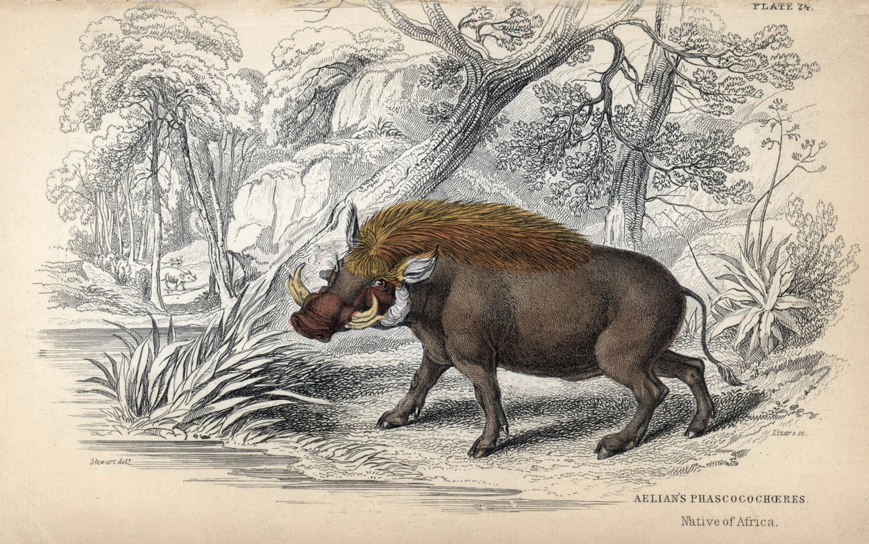 Almindelig afrikansk phacochere (Phaochoerus africanus). Kobberstik af William Lizars, baseret på en tegning af James Stewart, udgivet i Naturalist Library: mammals, pachyderms and quadrupedes with fine skin, redigeret af W. H. Lizars, i Edinburgh, Skotlan af Unbekannter Künstler
