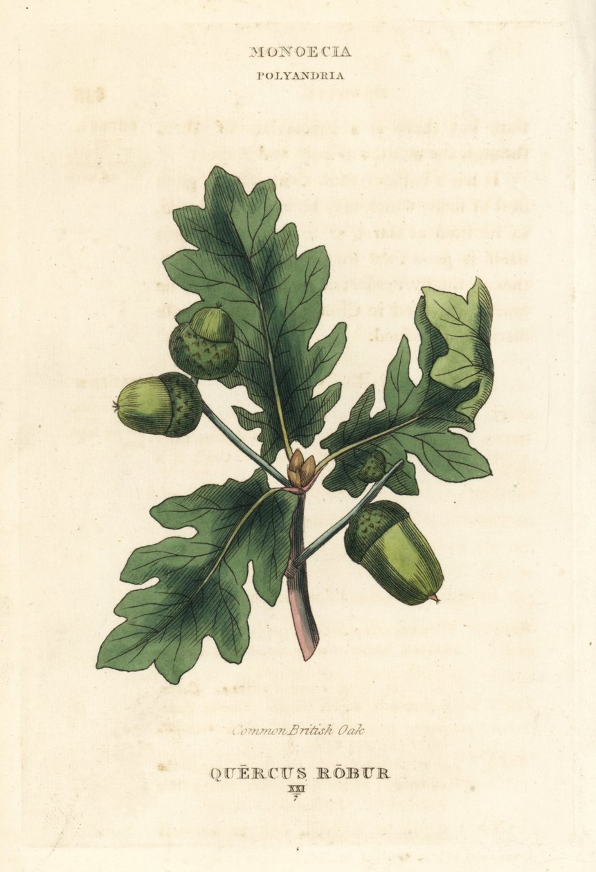 Almindeligt britisk egetræ, Quercus robur. Håndkoloreret kobberstik efter en illustration af Richard Duppa fra hans The Clours and Orders of the Linnaean System of Botany, Longman, Hurst, London. af Unbekannter Künstler