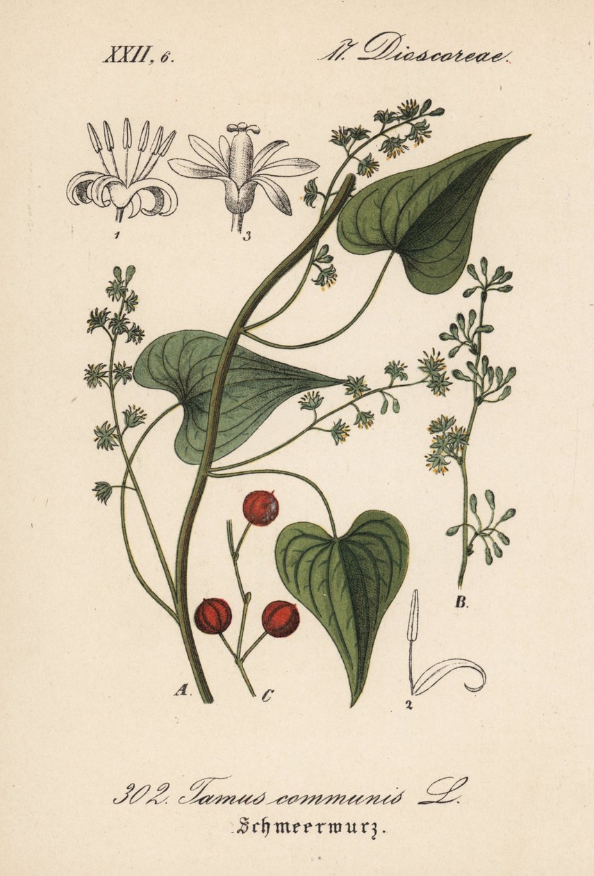 Almindelig drivkraft eller græs til voldsramte kvinder - Sort bryon, Tamus communis. Håndkoloreret litografi fra Diederich von Schlechtendals tyske flora (Flora von Deutschland), Jena af Unbekannter Künstler