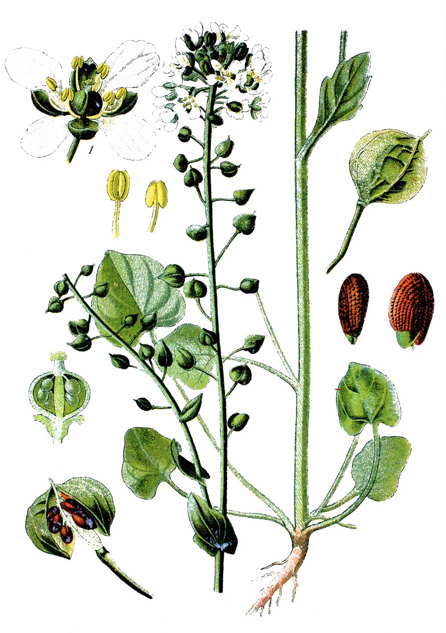 Almindelig skørbugsgræs, Cochlearia officinalis af Unbekannter Künstler