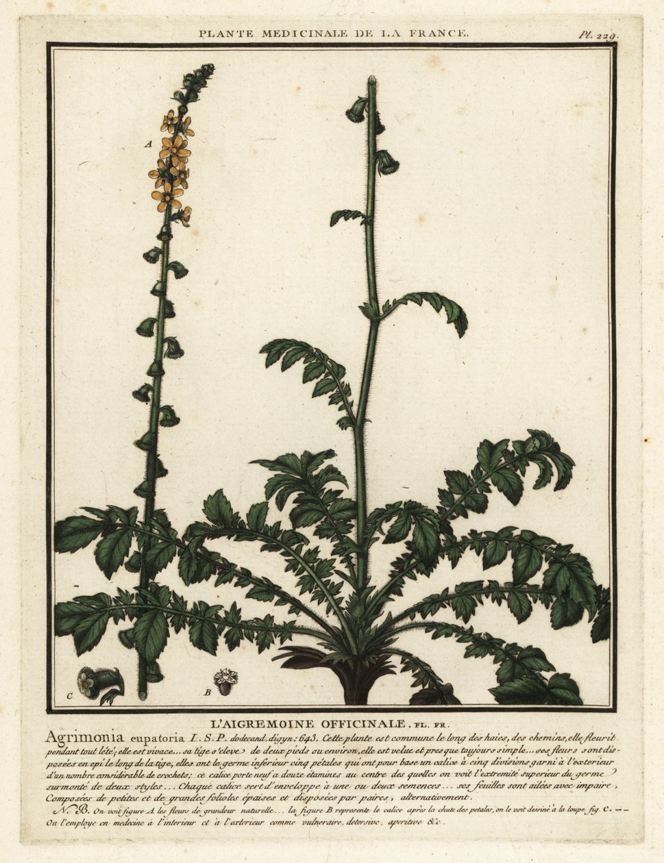 Almindelig agromoni, Agrimonia eupatoria. af Unbekannter Künstler