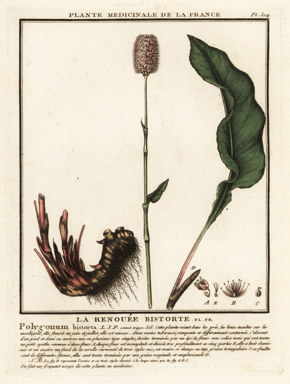 Almindelig bistort, Persicaria bistorta. af Unbekannter Künstler