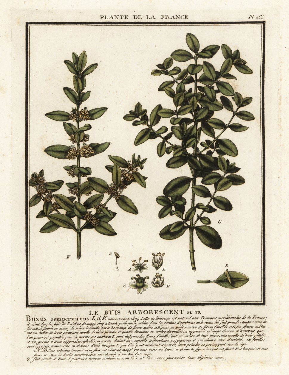 Almindelig æske, Buxus sempervirens. af Unbekannter Künstler