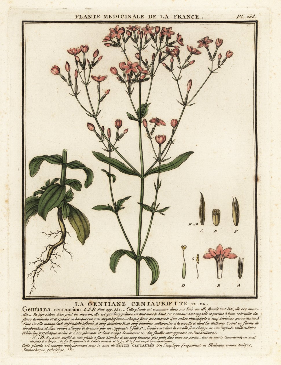 Fælles århundrede. Centaurium erythraea. af Unbekannter Künstler