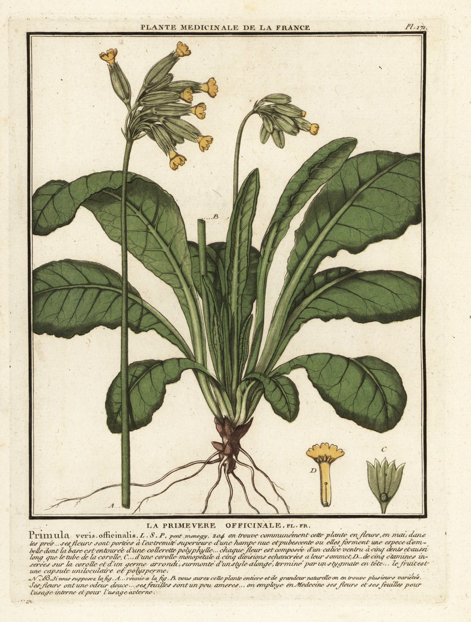 Almindelig ko- eller koslip primula, Primula veris. af Unbekannter Künstler