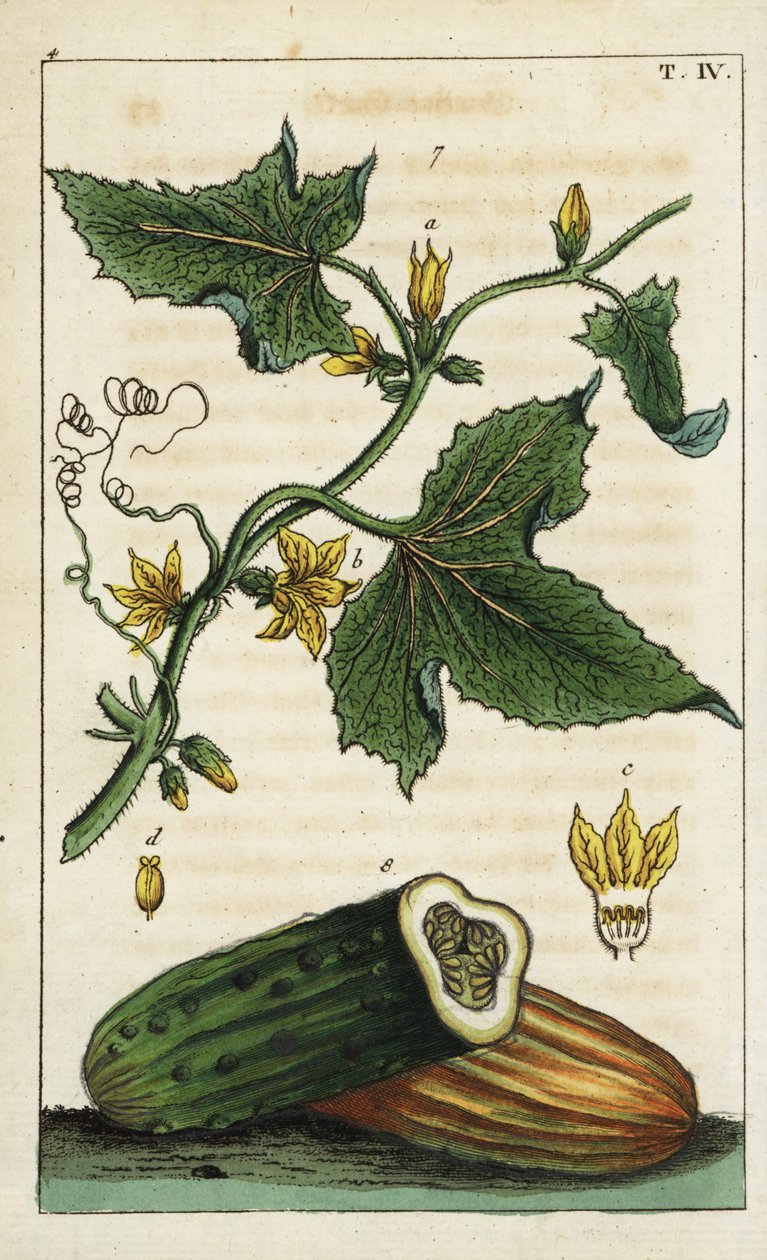 Almindelig agurk, Cucumis sativus af Unbekannter Künstler