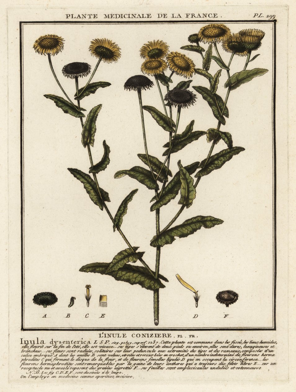 Almindelig loppe, Pulicaria dysenterica. af Unbekannter Künstler