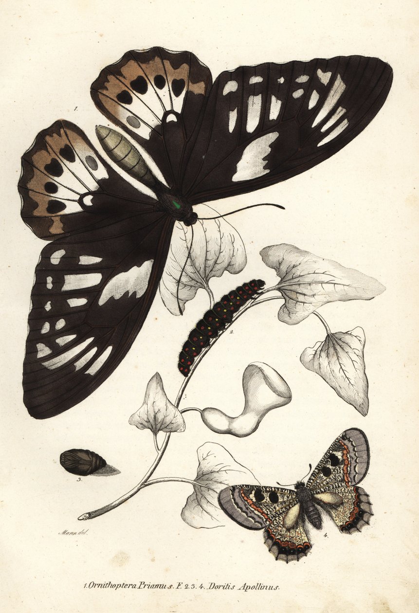 Almindelig grøn fuglevinge, Ornithoptera priamus, sommerfugl, larve og puppe, og falsk apollo, Archon apollinus (Doritis apollinus). Håndkoloreret litografi fra Georg Friedrich Treitschkes naturhistoriske galleri, Naturhistorischer Bildersaal des Thi af Unbekannter Künstler