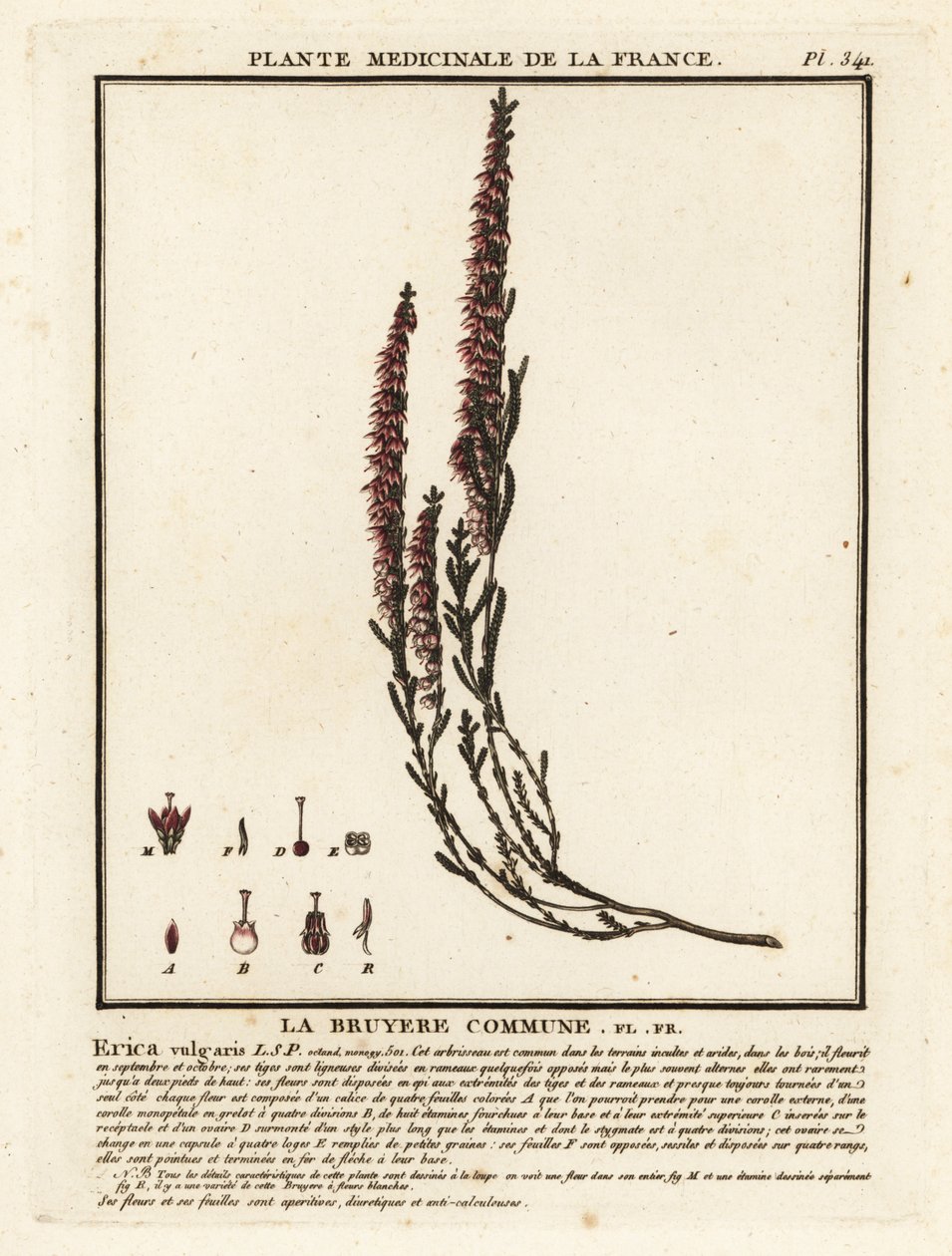 Almindelig lyng, Calluna vulgaris. af Unbekannter Künstler