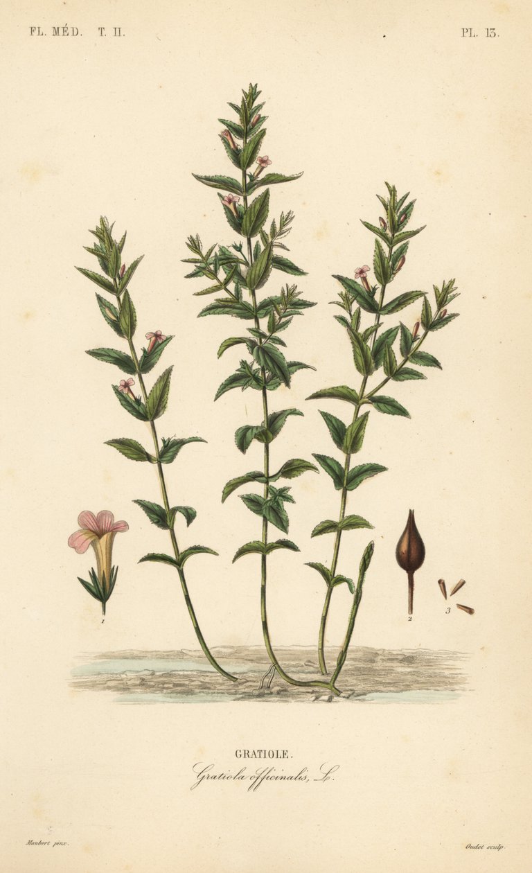 Almindelig hedgehyssop eller nådeurt, Gratiola officinalis, Gratiole af Unbekannt