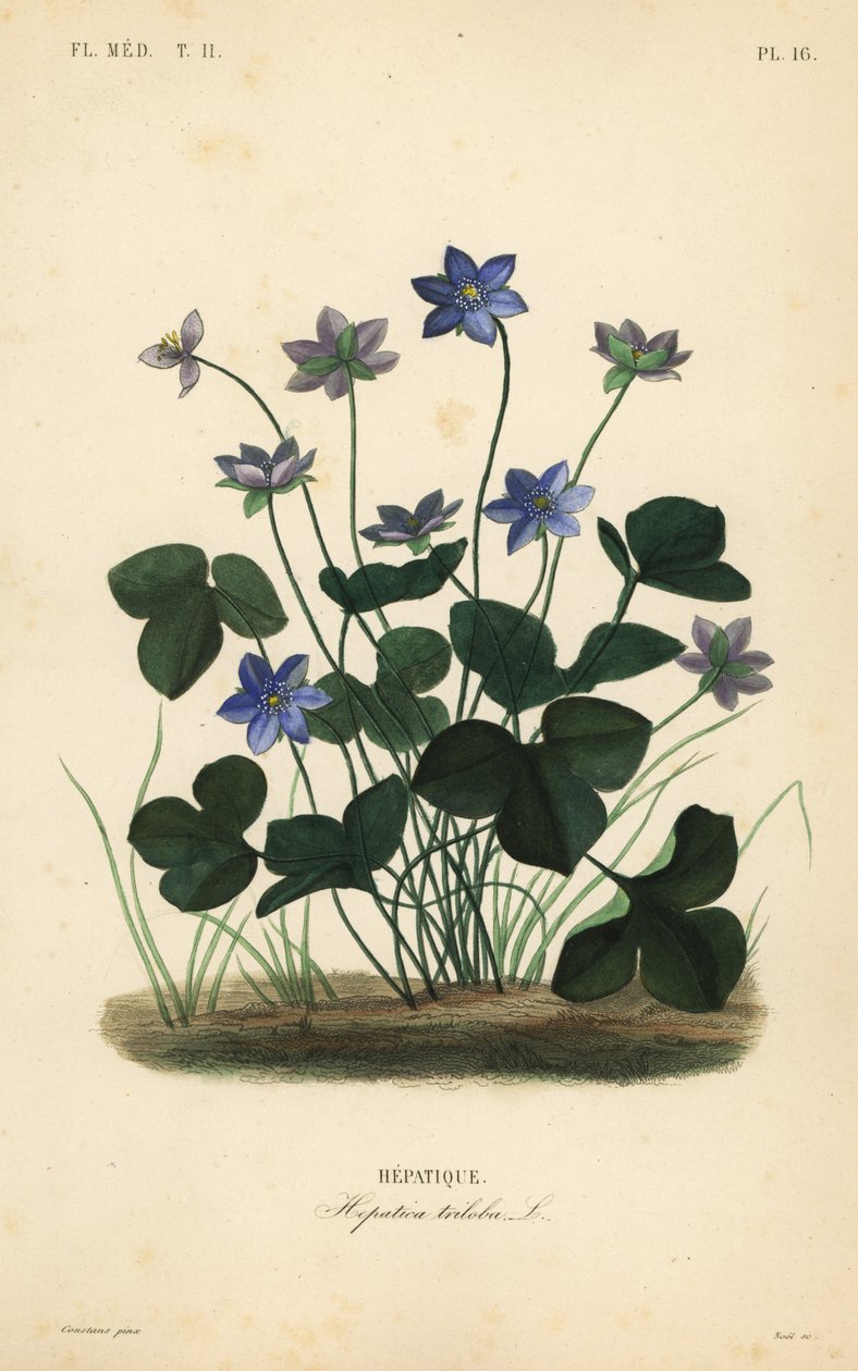 Almindelig hepatica eller leverurt, Anemone hepatica, Hepatica triloba, Hepatique af Unbekannt