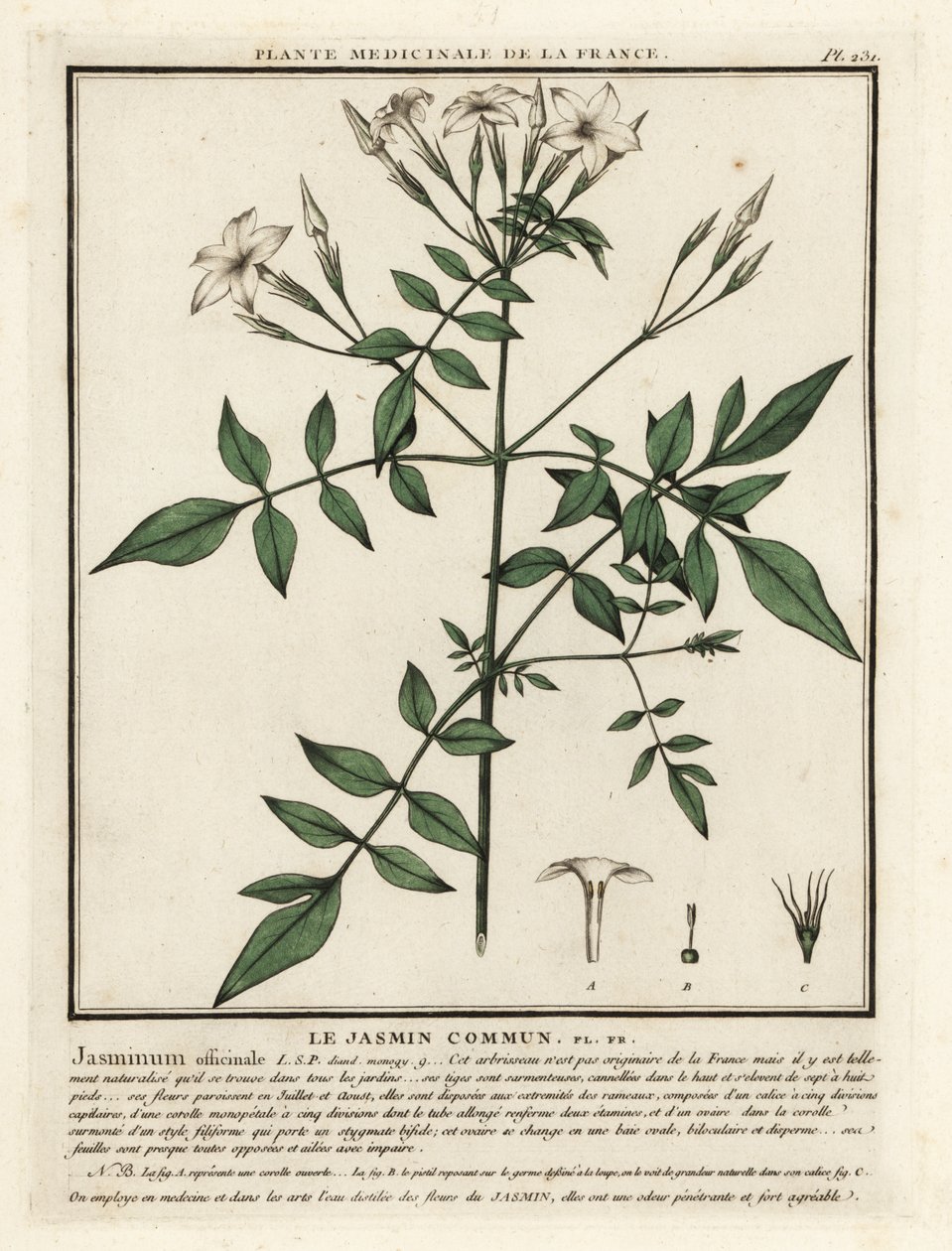 Almindelig jasmin, Jasminum officinale. af Unbekannter Künstler