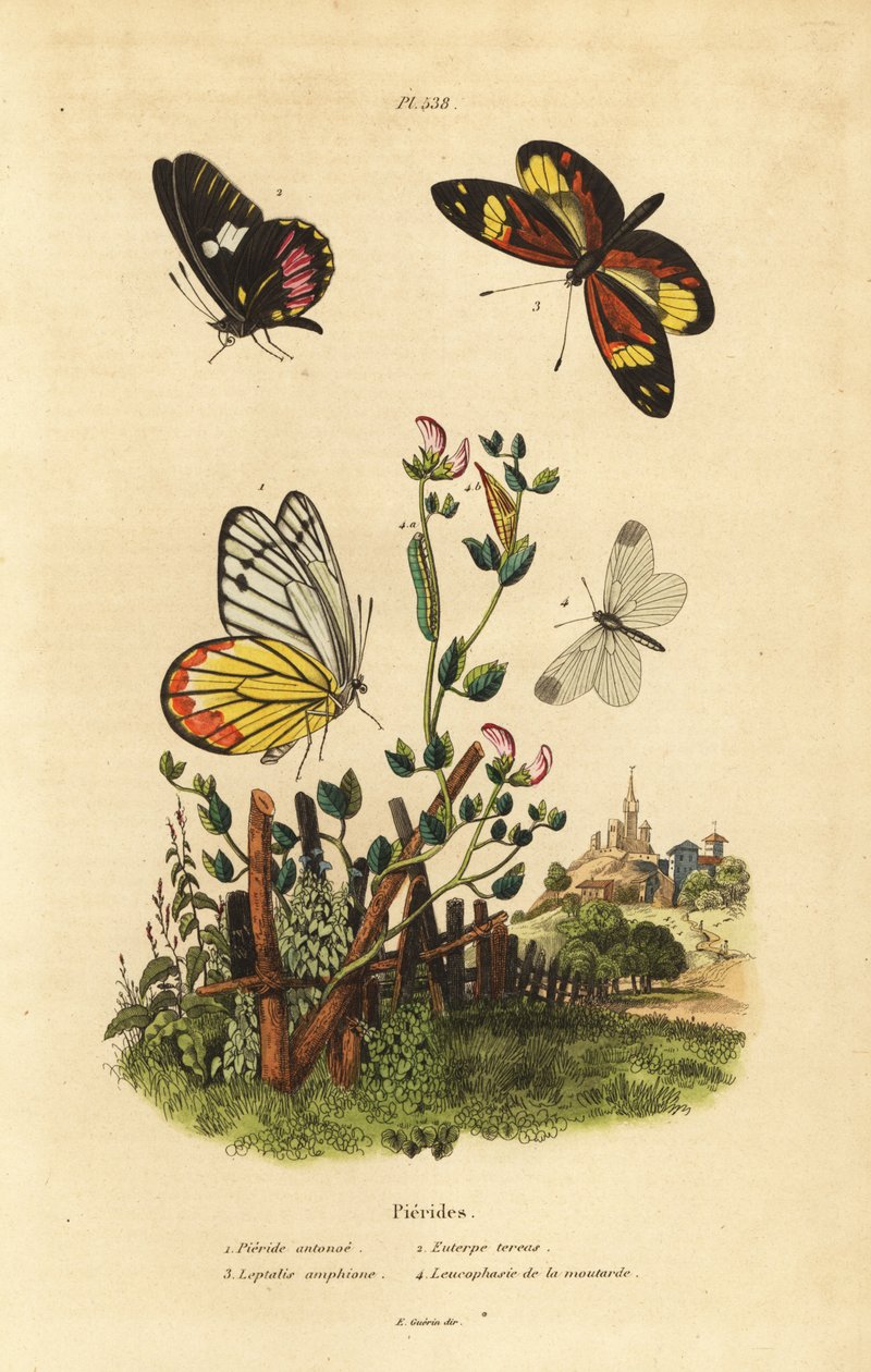 Almindelig Jezebel, Delias eucharis 1, Cattleheart White, Archonias brassolis 2, Tiger Mimic White, Dysmorphia amphione 3, Wood White, Leptidea sinapis af Unbekannt