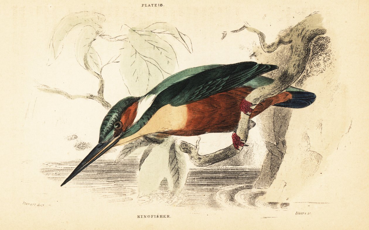 Almindelig isfugl, Alcedo atthis. 1889 (gravering) af Unbekannter Künstler