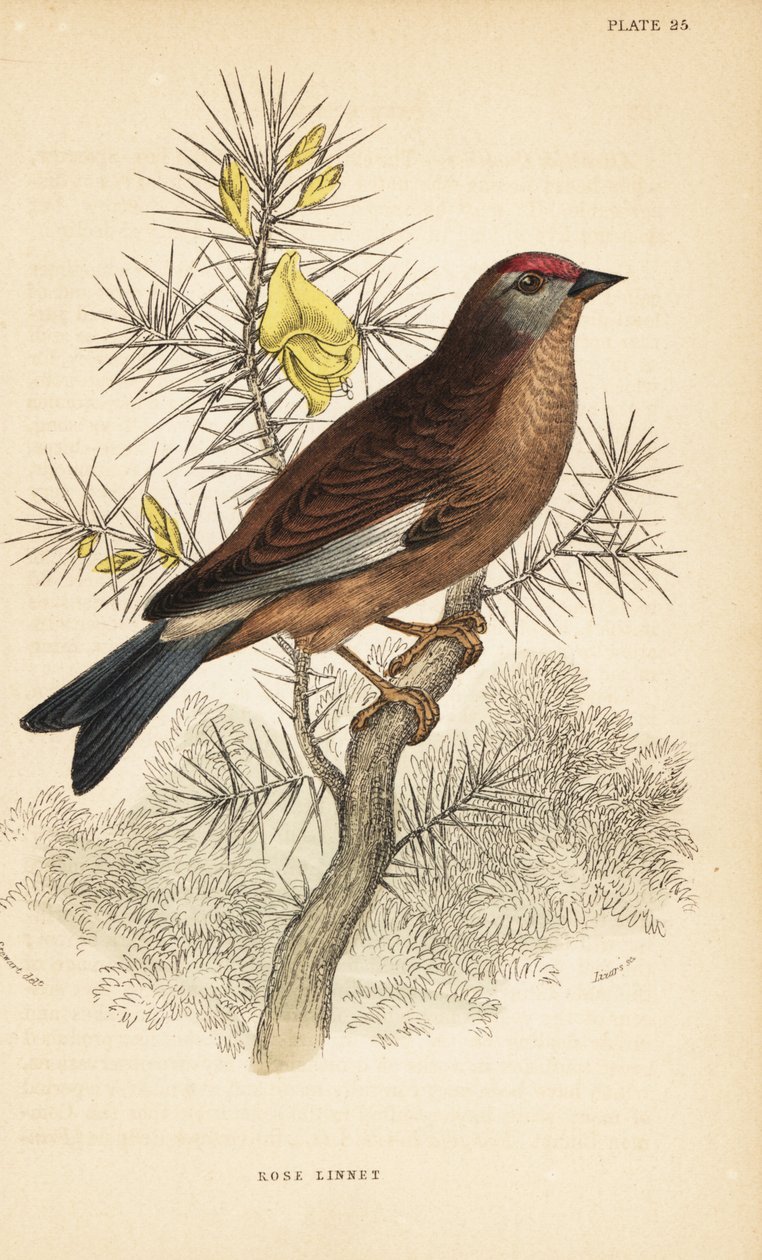 Almindelig linnet, Linaria cannabina, anbragt på en gren.1889 (gravering) af Unbekannter Künstler